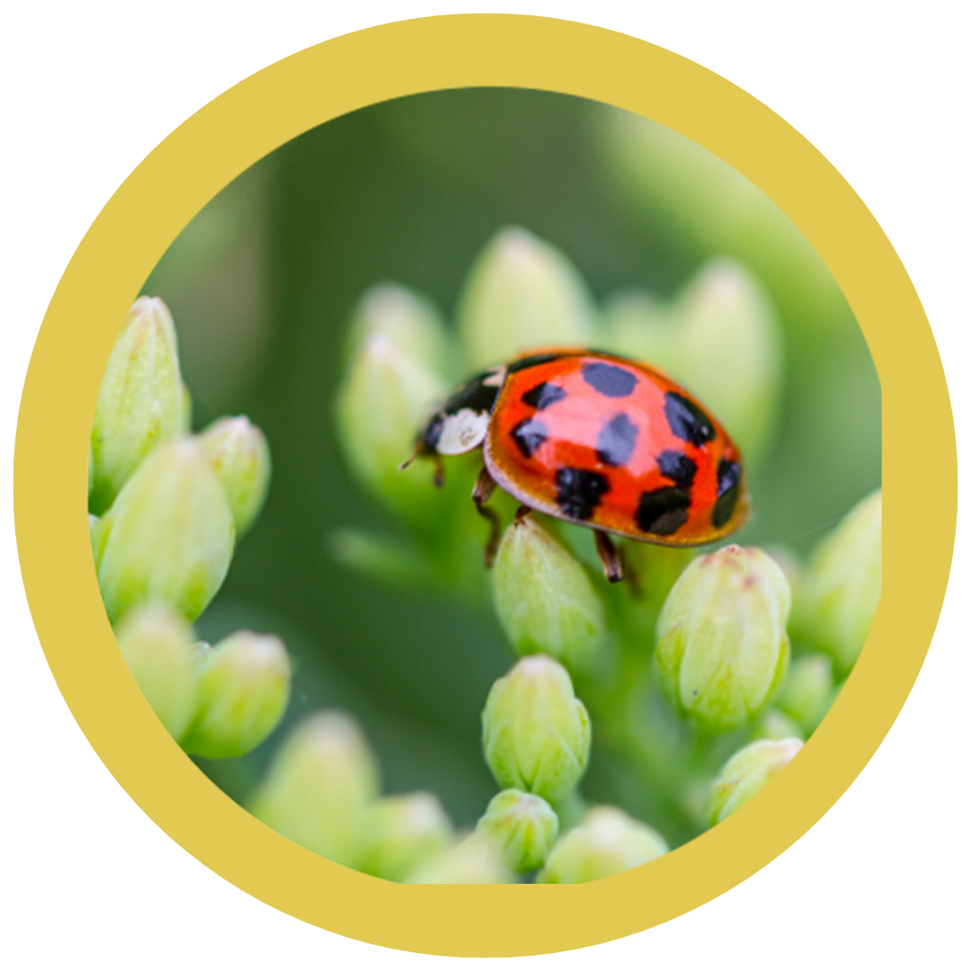 Get Involved! Community Science Fletcher Free Library